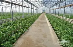 "Korovulbozor-Nurobod" greenhouse