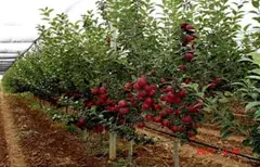 Intensive garden belonging to the "Siyovush Kamron Food" farm