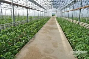 "Korovulbozor-Nurobod" greenhouse