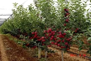 Intensive garden belonging to the "Siyovush Kamron Food" farm